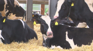 IoT growing in agriculture, despite rural broadband challenges